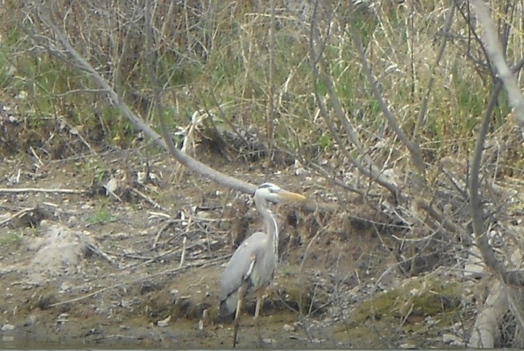 Beamsville Park 43