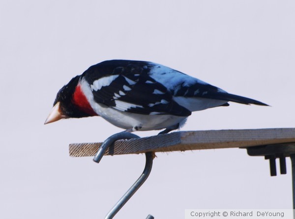ROSE BREASTED GROSBEAK