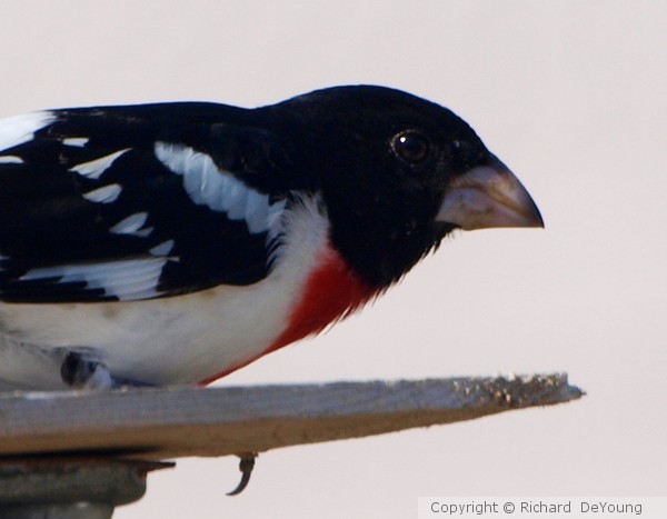 ROSE BREASTED GROSBEAK