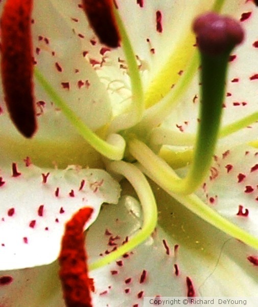 LILY 1