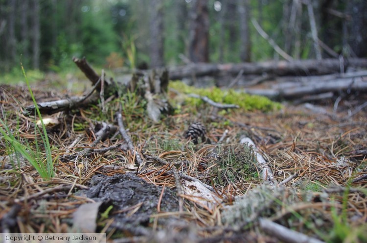Mini Moss