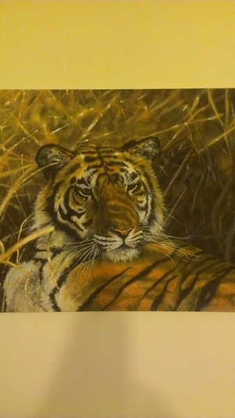 resting bengal tiger