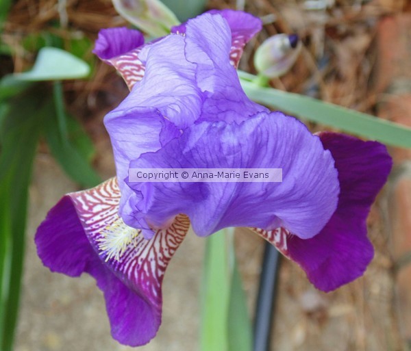 Iris 