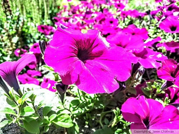 Happy blooms 4