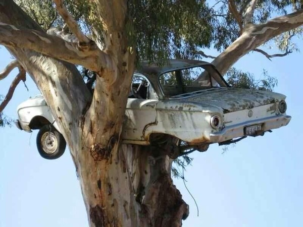 Falcon in a Tree