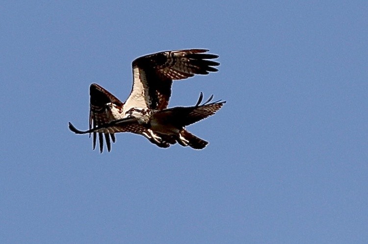 yes, they talk while in flight 
