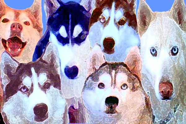 Huskies