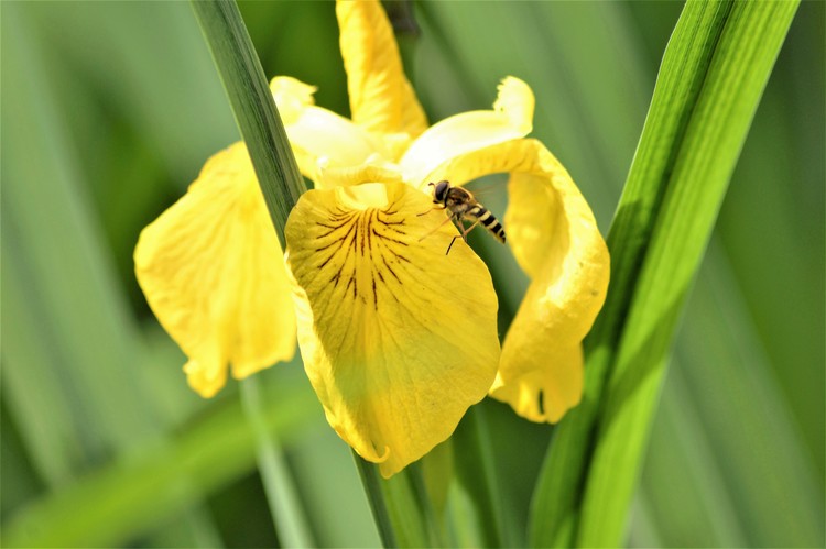 BEE ON YELLOW ..