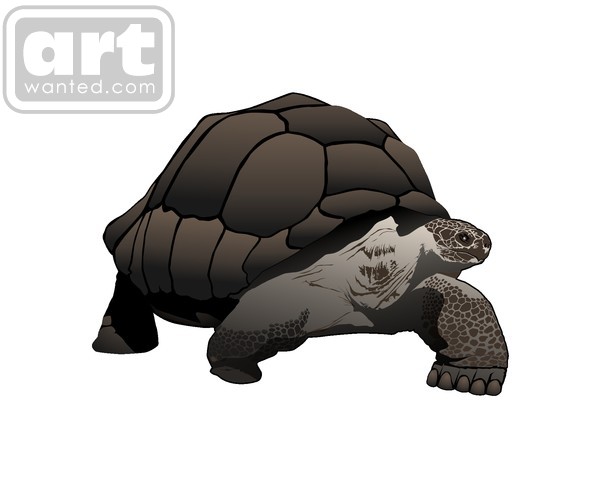 Galapagos tortoise