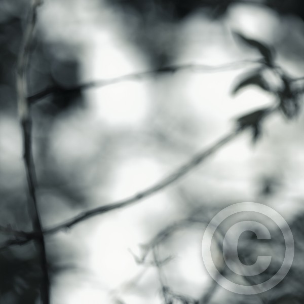 Intimate Landscape - No. 1