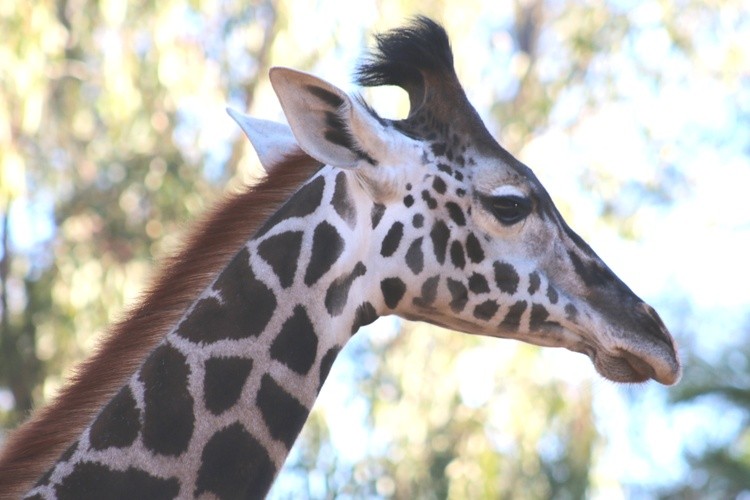 Karen Muro  pretty giraffe