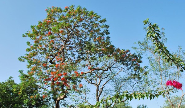 Gulmohar IV