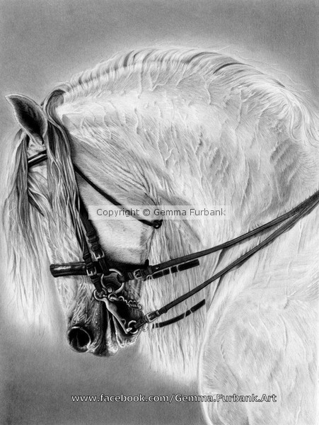 Andalusian Stallion 