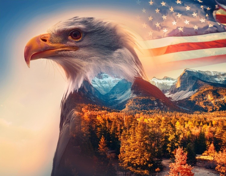  first image is a Majestic American Bald Eagle with American fl (25)