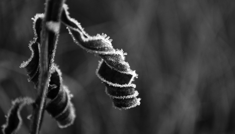 Curly Leaf on a Frosty Autumn Morning