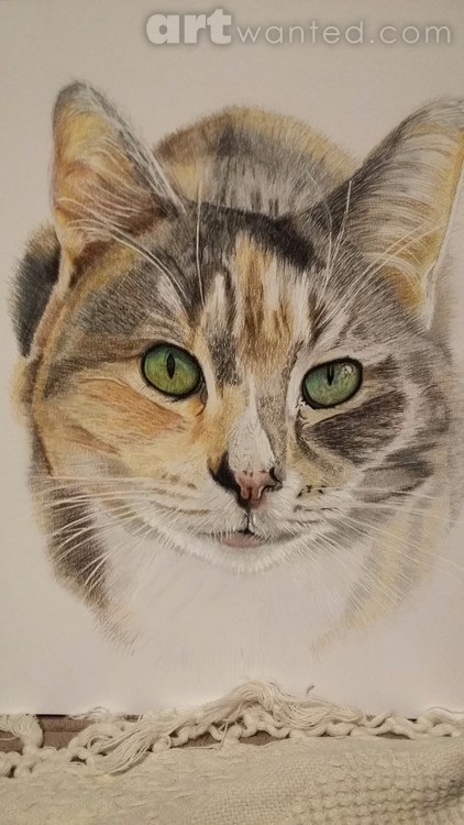 Beautiful cat 