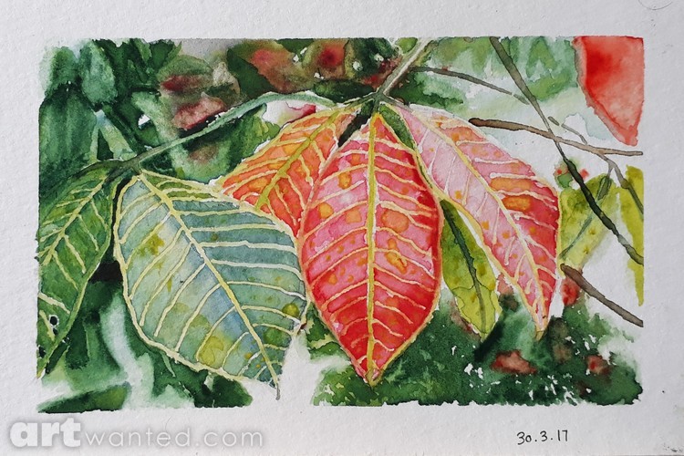 Colourful Leaves