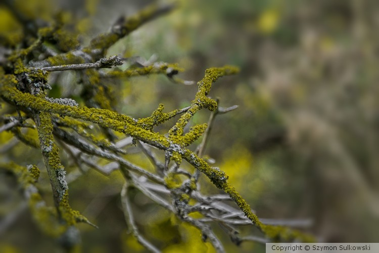 Nature of Edinburgh