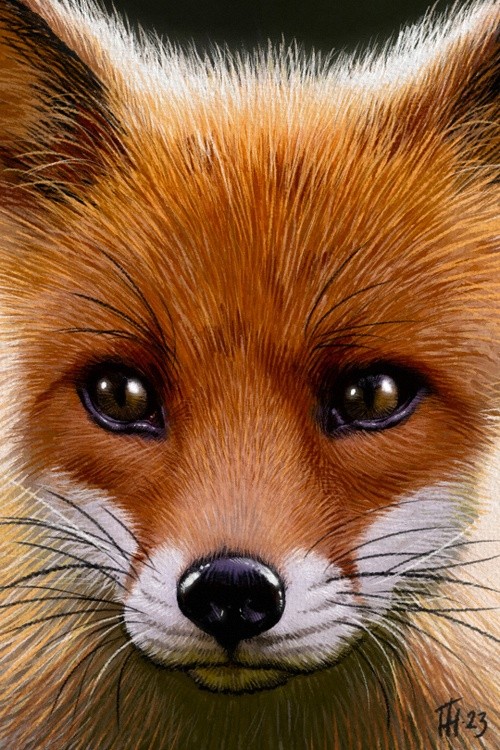 Fox Cub