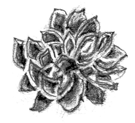 Mum Sketch