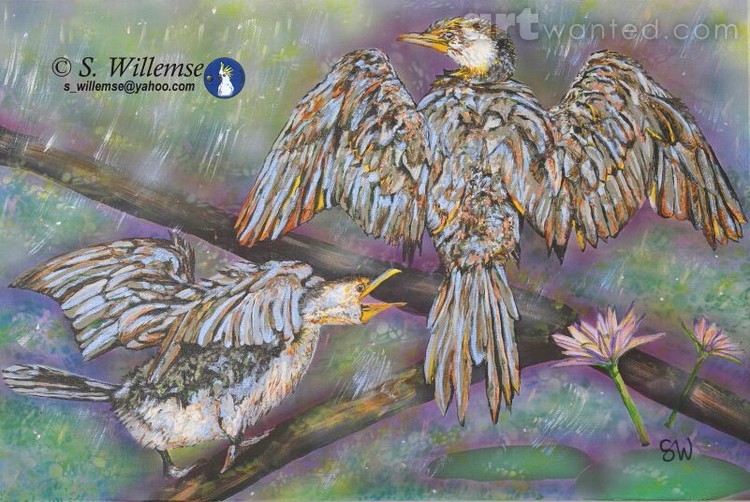 Cormorants: Dancing in the rain