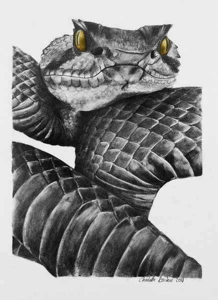 eyelash viper