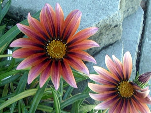 Passion Daisy