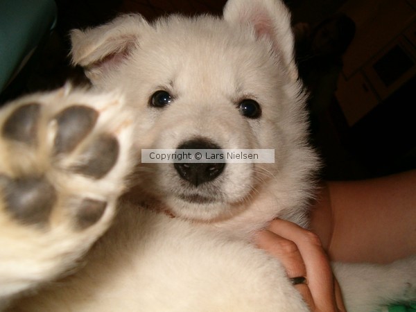 Talk to paw 