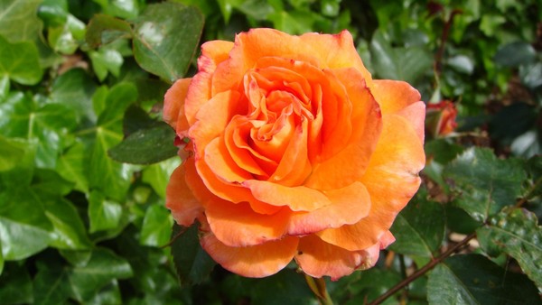 Roses are R...