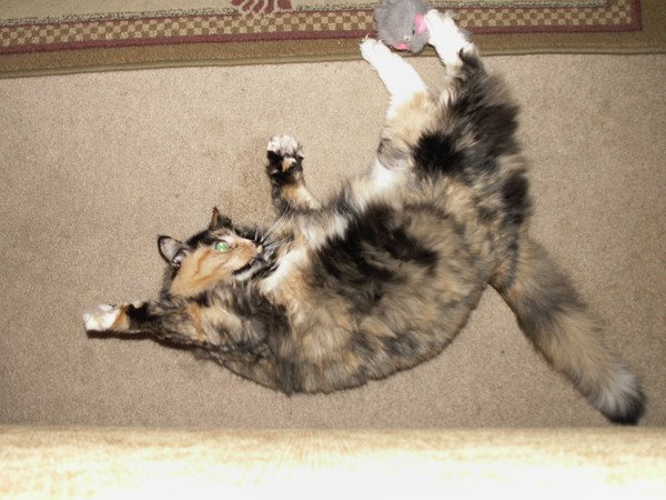 Give me that! give me that!