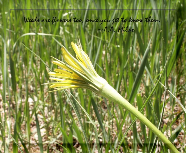 Weeds