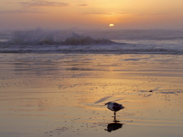 Gull Splash