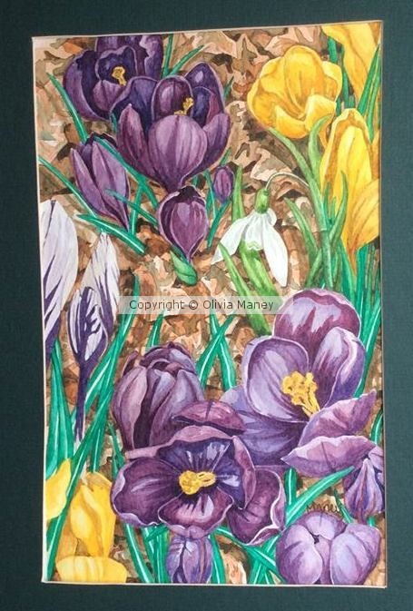 Crocuses