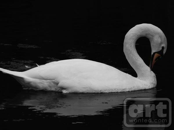 Swan