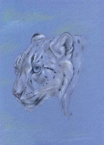 Snow Leopard