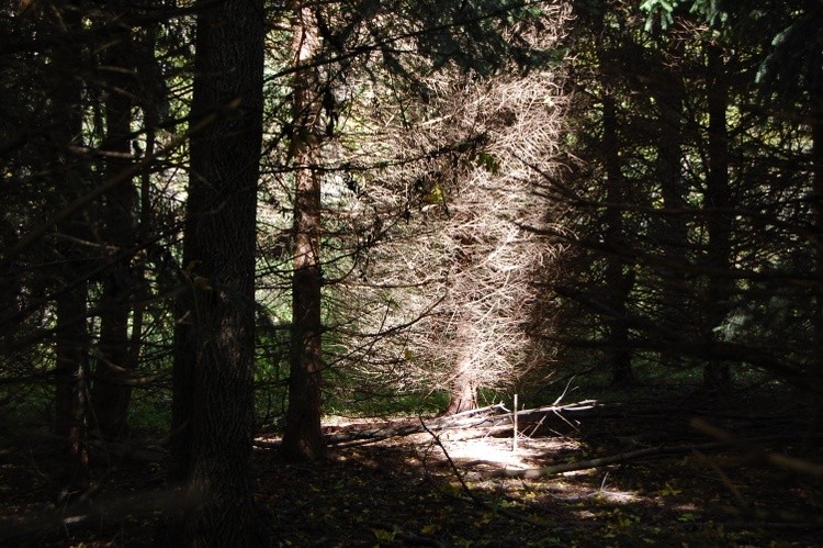 Pines