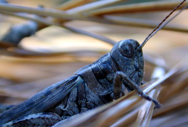 Grasshopper