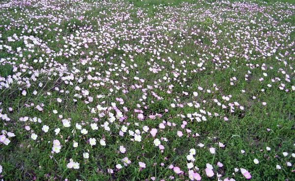 field of flowers