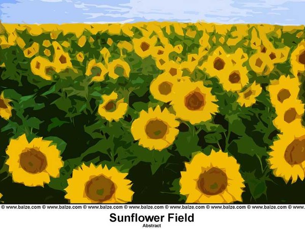 Sunflower Field