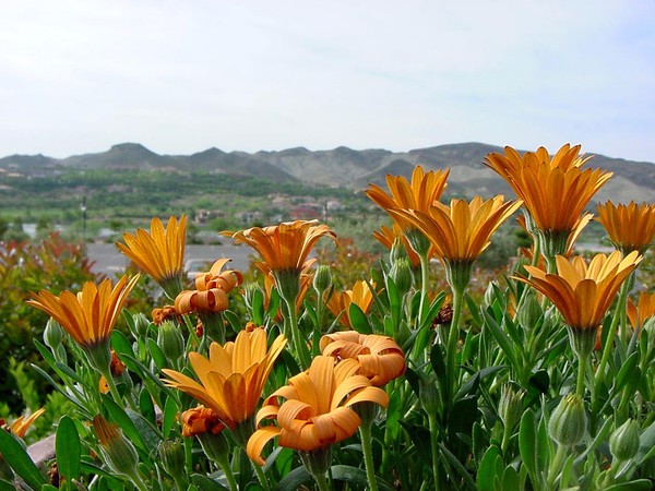 Lake Flowers