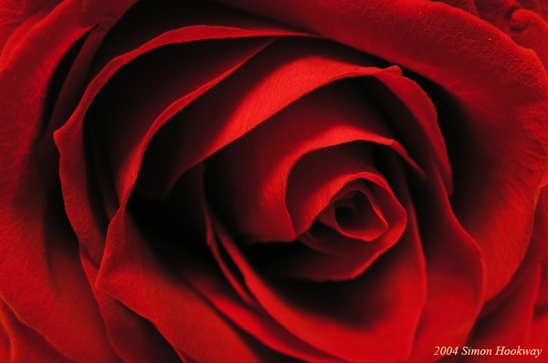 Red Rose