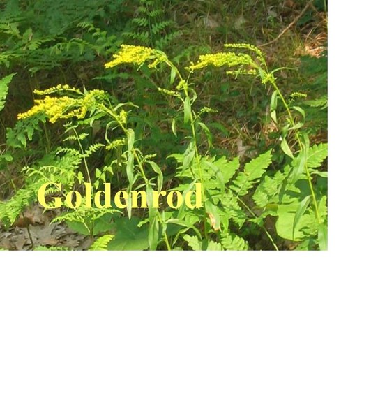 Goldenrod