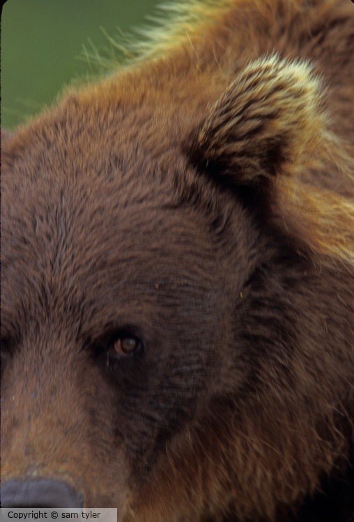 McNeil River Bear  10-3-34-97