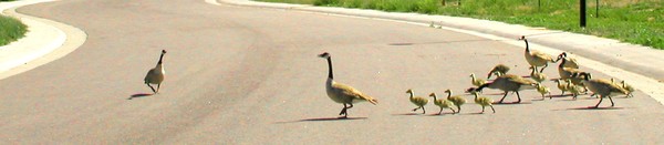 The Crossing Guard