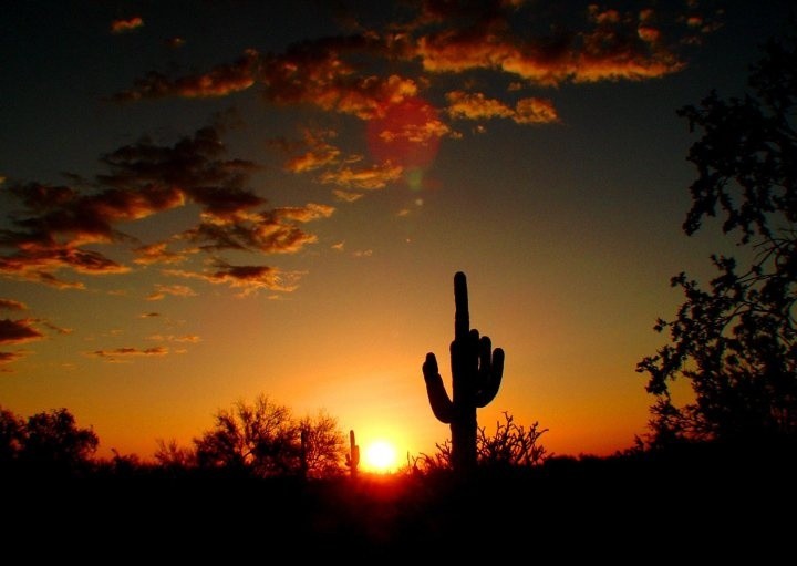 saguaro sunset 25