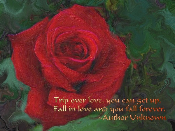 Valentines Day Rose