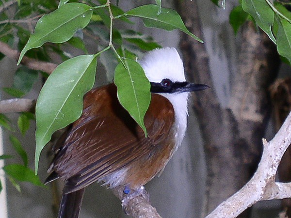 Cool Birdie
