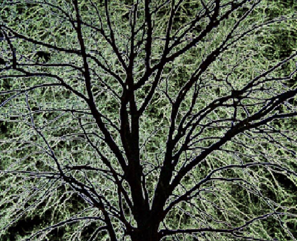 The Tree of Fright