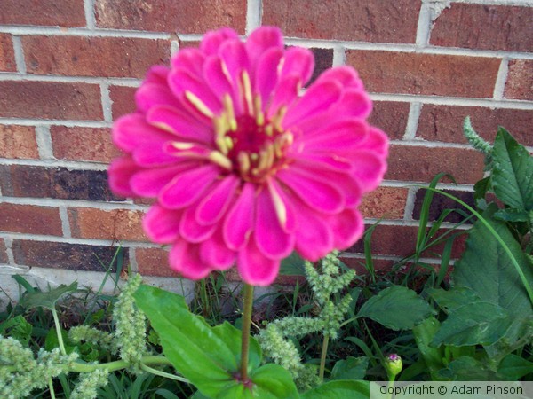 Flower From Garden