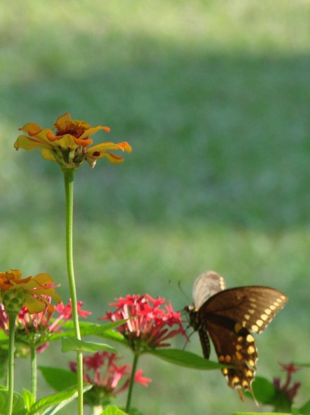 flutter bye 3